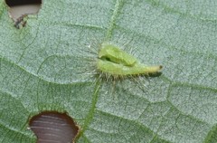 Caryomyia procumbens