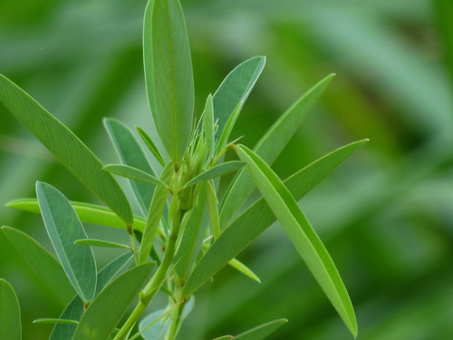 Image of Codariocalyx motorius by no rights reserved