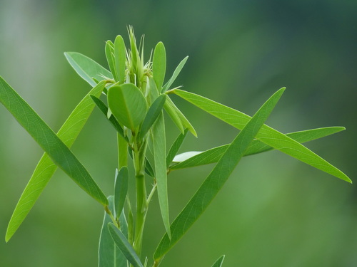 telegraph plant (Codariocalyx motorius)