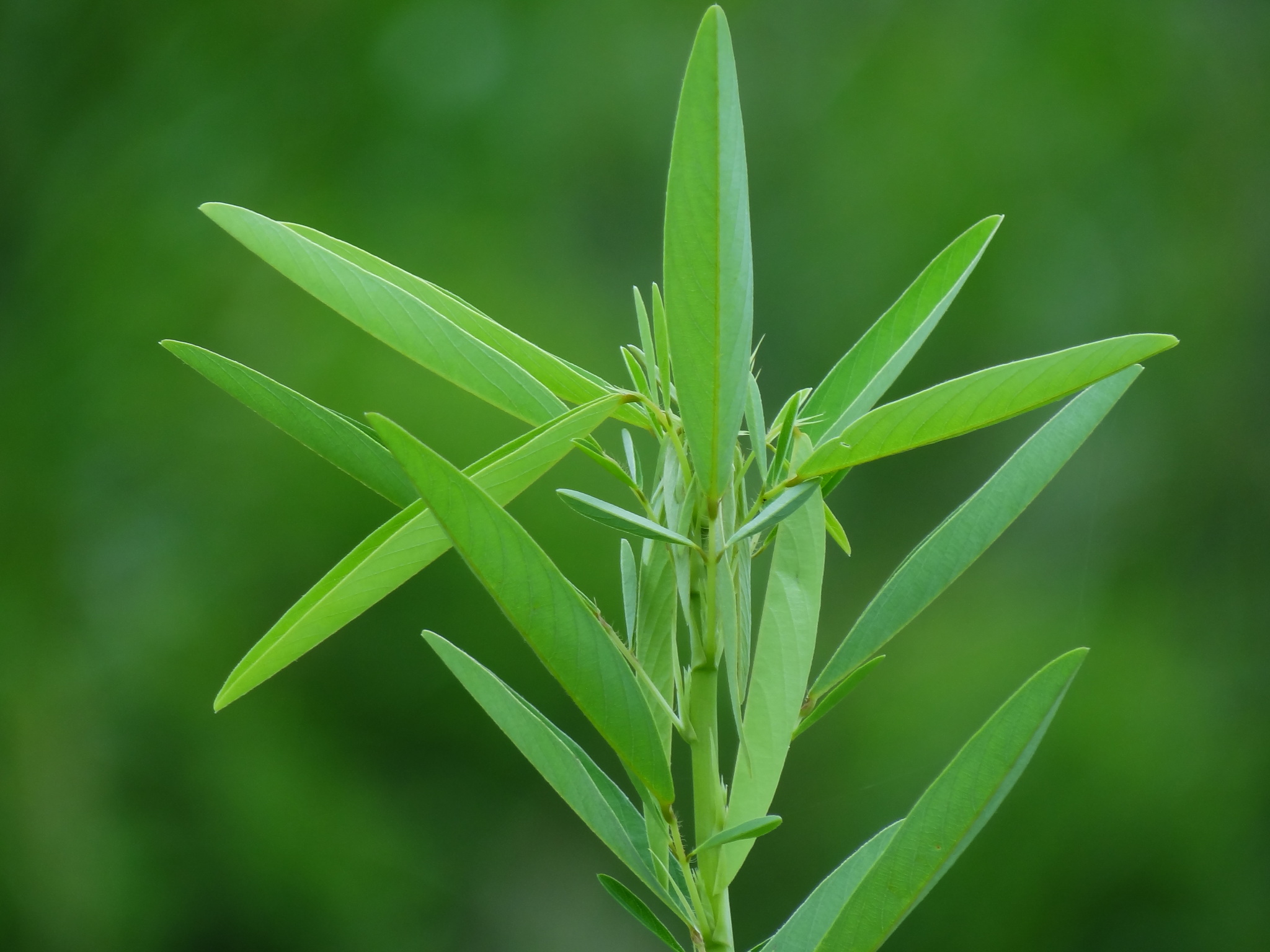 telegraph plant (Codariocalyx motorius)  iNaturalist