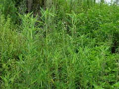 Codariocalyx motorius