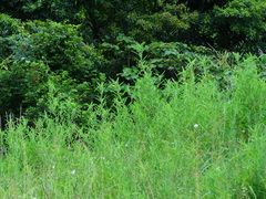 Codariocalyx motorius