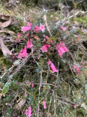 Epacris reclinata