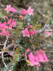 Epacris reclinata