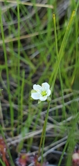 Drosera anglica