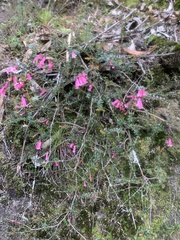 Epacris reclinata
