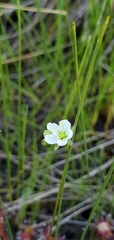 Drosera anglica