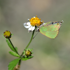 Cyanophrys miserabilis