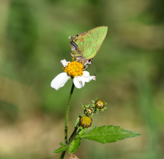 Cyanophrys miserabilis