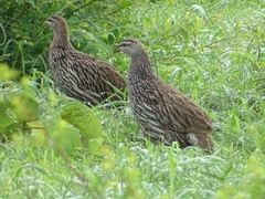 Pternistis bicalcaratus