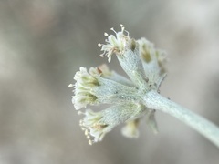 Eriogonum pauciflorum
