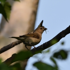 Carpodacus erythrinus grebnitskii
