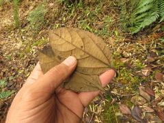 Alchornea