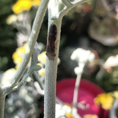 Homalodisca vitripennis