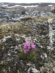 Pedicularis lanata