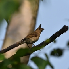 Carpodacus erythrinus grebnitskii