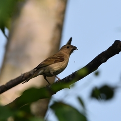 Carpodacus erythrinus grebnitskii