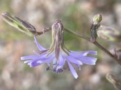 Lactuca pulchella