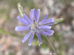Lactuca pulchella