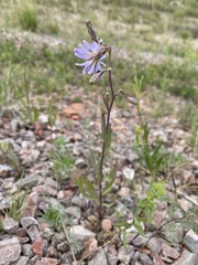 Lactuca pulchella
