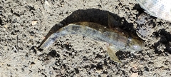 Glossogobius