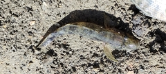 Glossogobius