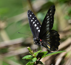 Catasticta flisa flisa