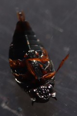 Gyrinus cavatus