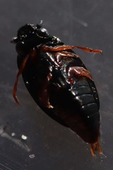 Gyrinus cavatus