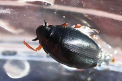Gyrinus cavatus