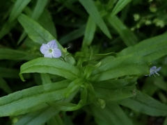 Veronica scutellata