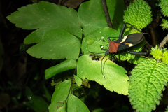 Leptoscelis militaris