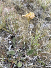 Eriogonum flavum flavum
