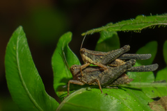 Batrachidea