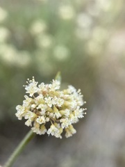 Eriogonum pauciflorum
