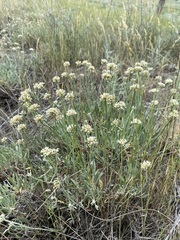 Eriogonum pauciflorum