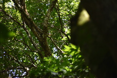 Myiodynastes luteiventris