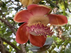 Couroupita guianensis