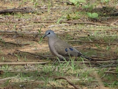 Turtur abyssinicus
