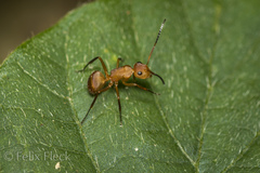 Camponotus rectangularis