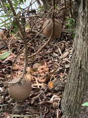 Couroupita guianensis