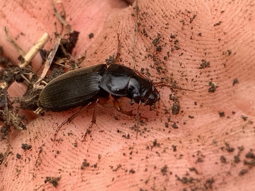 Strawberry Seed Beetle photo 5