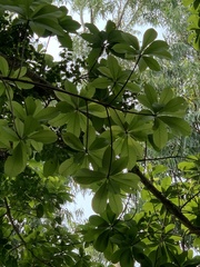 Couroupita guianensis