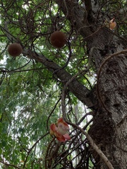 Couroupita guianensis