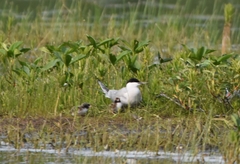 Sterna hirundo longipennis