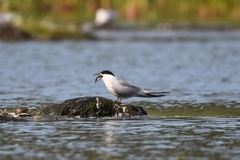 Sterna hirundo longipennis