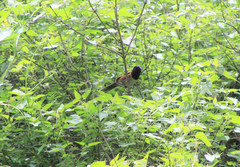 Pipilo maculatus macronyx