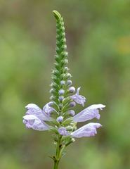 Physostegia digitalis