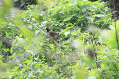 Pipilo maculatus macronyx