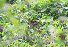 Pipilo maculatus macronyx